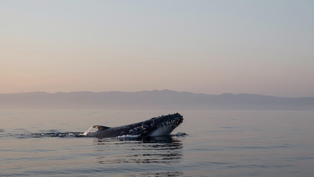 Baleine surface aube