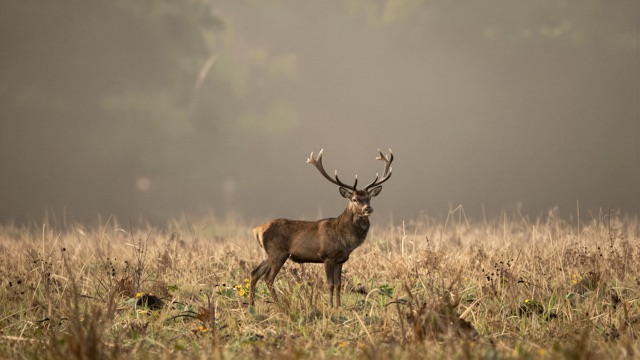Cerf forêt aube