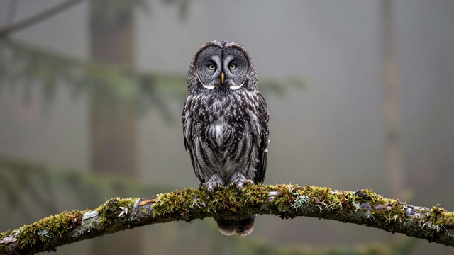 Hibou branche brume