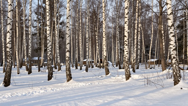 Bouleaux hiver