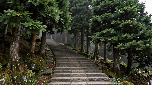 Cedres japon brume