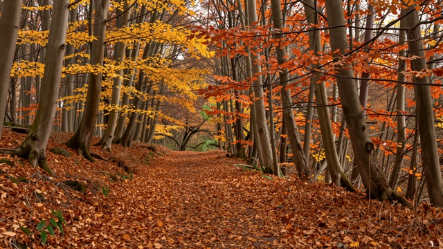 Hetres automne chemin