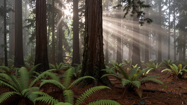 Sequoias brume rayons