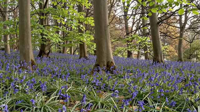Sous bois bluebells