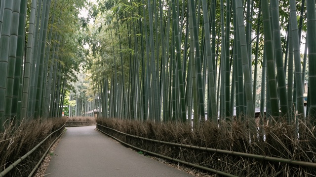 Bambou Arashiyama
