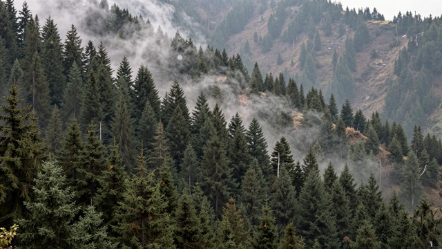Forêt sapins brume